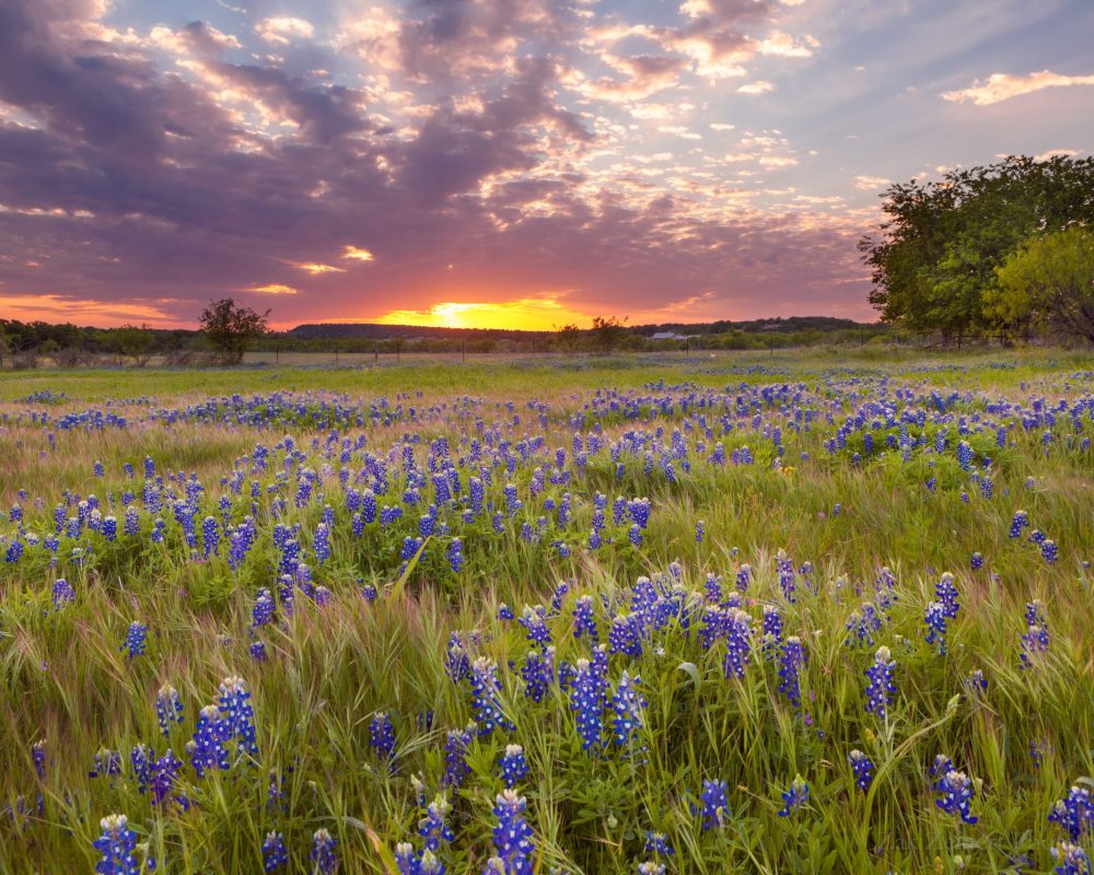 Bluebonnets blossom under the painted Texas sky in Marble Falls, Bluebonnets blossom under the painted Texas sky in Marble Falls,